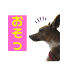 minifoxyしめじと愉快な仲間たち2（個別スタンプ：6）