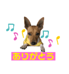 minifoxyしめじと愉快な仲間たち2（個別スタンプ：7）