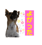 minifoxyしめじと愉快な仲間たち2（個別スタンプ：11）