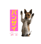 minifoxyしめじと愉快な仲間たち2（個別スタンプ：12）