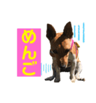 minifoxyしめじと愉快な仲間たち2（個別スタンプ：13）