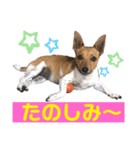 minifoxyしめじと愉快な仲間たち2（個別スタンプ：14）