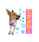 minifoxyしめじと愉快な仲間たち2（個別スタンプ：15）