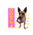 minifoxyしめじと愉快な仲間たち2（個別スタンプ：16）