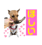 minifoxyしめじと愉快な仲間たち2（個別スタンプ：17）