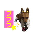minifoxyしめじと愉快な仲間たち2（個別スタンプ：19）