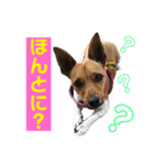 minifoxyしめじと愉快な仲間たち2（個別スタンプ：21）