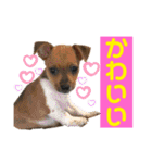minifoxyしめじと愉快な仲間たち2（個別スタンプ：23）