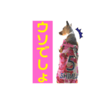 minifoxyしめじと愉快な仲間たち2（個別スタンプ：24）