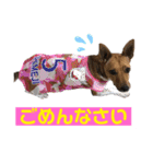minifoxyしめじと愉快な仲間たち2（個別スタンプ：25）