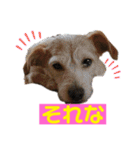 minifoxyしめじと愉快な仲間たち2（個別スタンプ：27）