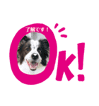 dogのいる暮らし♡（個別スタンプ：1）