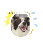 dogのいる暮らし♡（個別スタンプ：3）