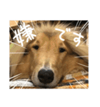 El Niño（個別スタンプ：17）