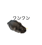 ちびハムちゃん7（個別スタンプ：13）
