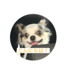 犬 はる（個別スタンプ：1）