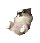 犬 はる（個別スタンプ：2）
