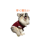 犬 はる（個別スタンプ：4）