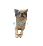 犬 はる（個別スタンプ：5）
