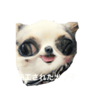犬 はる（個別スタンプ：7）