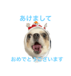 犬 はる（個別スタンプ：8）