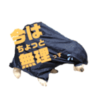 トイプードルのムギ5（個別スタンプ：7）