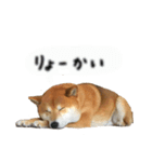 ロンくんですッ（個別スタンプ：4）