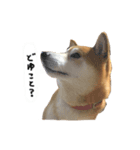 ロンくんですッ（個別スタンプ：7）