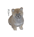 ロンくんですッ（個別スタンプ：8）