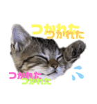 ひまニャン2（個別スタンプ：13）