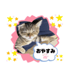 ひまニャン2（個別スタンプ：14）