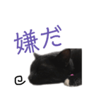 黒猫黒霧ちゃん2（個別スタンプ：3）