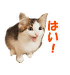 サイベリアンのニャーコフ（個別スタンプ：1）