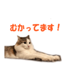 サイベリアンのニャーコフ（個別スタンプ：2）