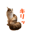 サイベリアンのニャーコフ（個別スタンプ：3）