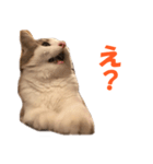 サイベリアンのニャーコフ（個別スタンプ：4）