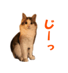 サイベリアンのニャーコフ（個別スタンプ：6）