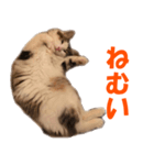 サイベリアンのニャーコフ（個別スタンプ：8）