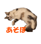 サイベリアンのニャーコフ（個別スタンプ：9）