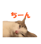 サイベリアンのニャーコフ（個別スタンプ：10）