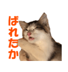 サイベリアンのニャーコフ（個別スタンプ：11）