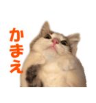 サイベリアンのニャーコフ（個別スタンプ：12）