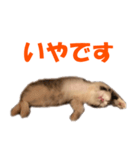 サイベリアンのニャーコフ（個別スタンプ：14）