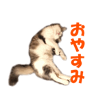 サイベリアンのニャーコフ（個別スタンプ：16）