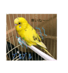 セキセイインコのスタンプ  その2（個別スタンプ：5）