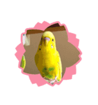 セキセイインコのスタンプ  その2（個別スタンプ：6）