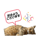 猫さんの仕事用スタンプ（個別スタンプ：1）