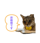 猫さんの仕事用スタンプ（個別スタンプ：2）