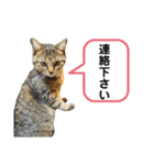 猫さんの仕事用スタンプ（個別スタンプ：4）