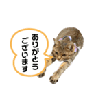 猫さんの仕事用スタンプ（個別スタンプ：5）